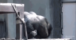 Crazy Gorilla Dancing GIF