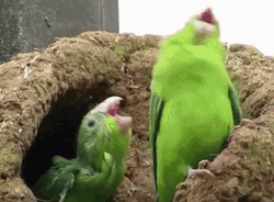 Crazy Green Bird Screaming Out GIF