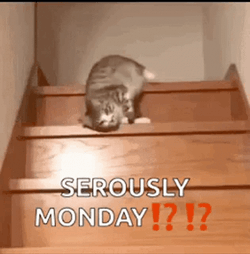 Crazy Monday Tired Cat On Stairs GIF