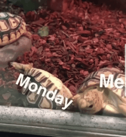 Crazy Monday Turtle FIghting GIF