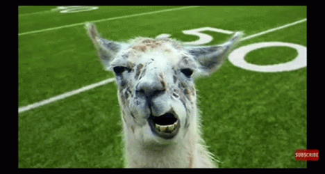 Crazy Talking Llama GIF