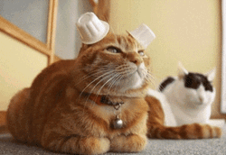 Cream Ears Cat Pounce
