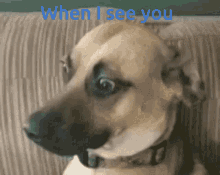 Creeped Out Dog When I See You GIF