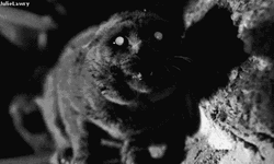 Creepy Black Cat GIF