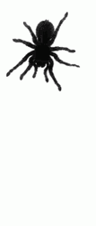 Creepy Crawling Spider Bug Animation  GIF