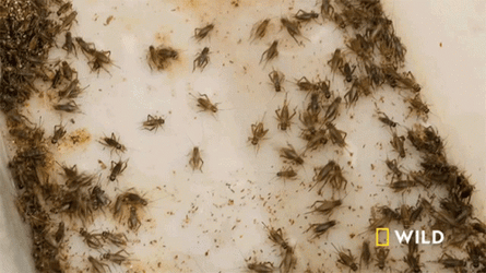 Creepy Crawly Crickets GIF
