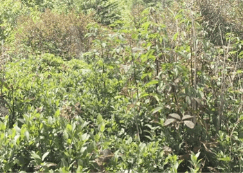 Creepy Creep Peek From The Bush GIF