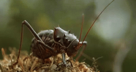 Creepy Cricket Oozing Liquid GIF