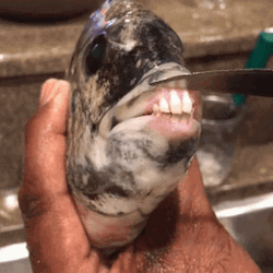 Creepy Fish Teeth