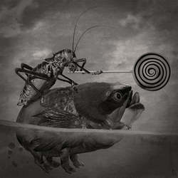 Cricket Fish Lollipop Lick GIF