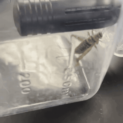 Cricket In Clear Container With 200 GIF
