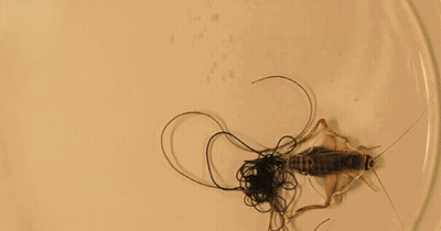 Cricket On Plate With String GIF