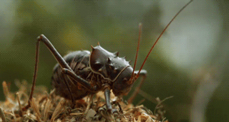 Cricket Spraying In Slow Motion GIF