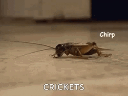Crickets Chirping On The Floor GIF