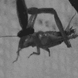 Crickets Meme Fast Bowling GIF