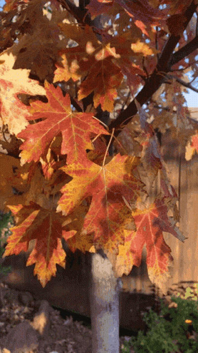 Crisp Leaves Forest GIF