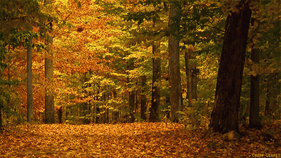 Crisp Leaves Forest With Trees GIF