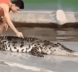 Crocodile Alligator Slap GIF