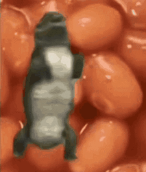 Crocodile Dancing Beans Background GIF