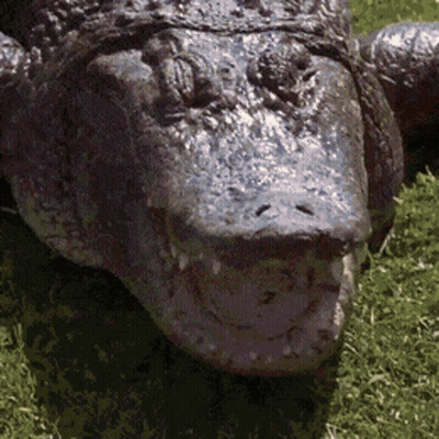 Crocodile Face Laying In Grass GIF