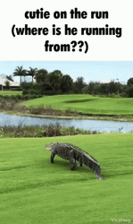 Crocodile Goes To A Swamp GIF