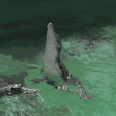 Crocodile Jumping Out Of Water GIF