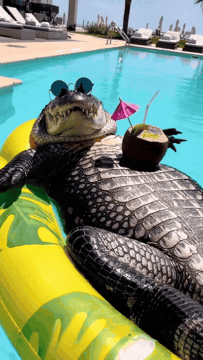 Crocodile Lying On Raft In Pool With Drink GIF