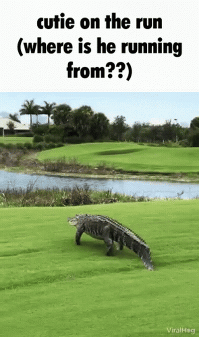 Crocodile Running On Golf Course GIF