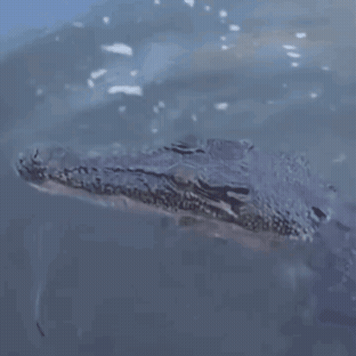 Crocodile Swimming With Mouth Open GIF