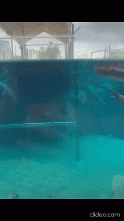Crocodile Under Acquarium GIF
