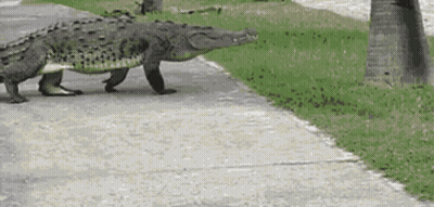Crocodile Walking Down Sidewalk Next To Grass GIF