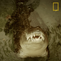 Crocodile Wide Mouth GIF