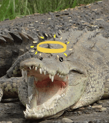 Crocodile With Filter Ring Crown GIF