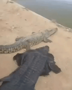 Crocodile With Man Crocodile Costume GIF