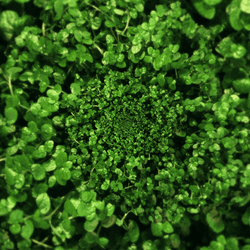 Crop Green Plants GIF