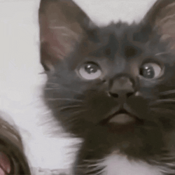 Cross Eyed Black Kitten Hahhh GIF