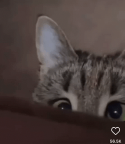 Cross Eyed Mad Cat GIF