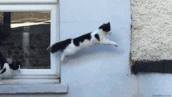 Crossing Cat Perfect Loop GIF