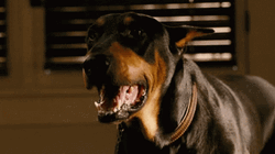  Crossworld Dobermann Dog Barking  GIF