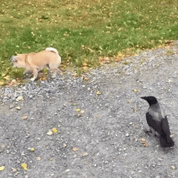 Crow Annoying A Dog GIF