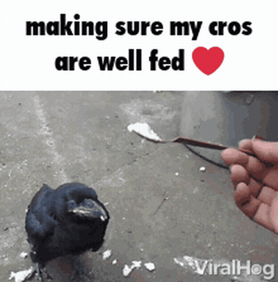 Crow Being Fed With Spoon GIF