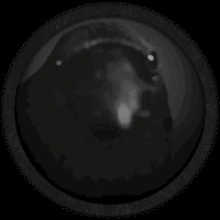 Crow Circle Avatar GIF