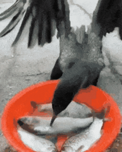 Crow Eating Fish From Red Bowl GIF