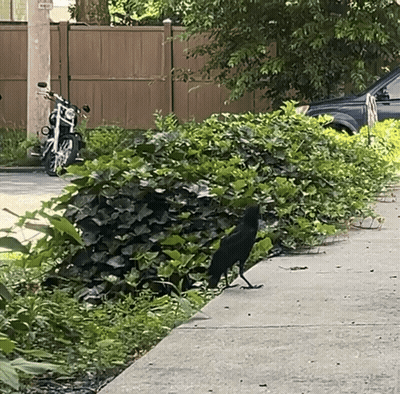 Crow Flies Into Fence GIF