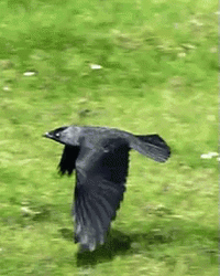 Crow Flying Low GIF