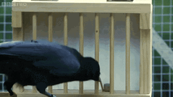 Crow Grabbing Cube From Cage GIF
