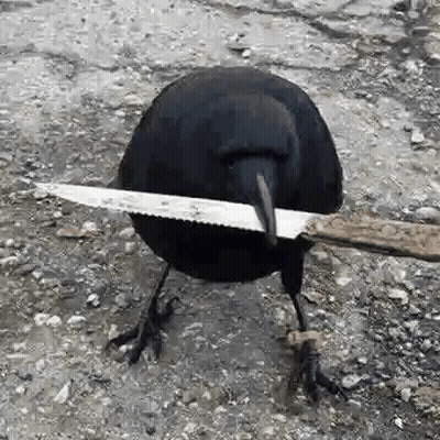 Crow Holding Knife In Beak GIF