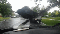 Crow Riding Windshield Wiper GIF
