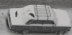 Crow Rolling Off The Car GIF