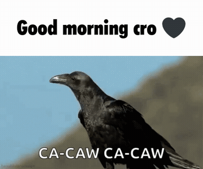 Crow Saying Good Morning Ca-Caw GIF
